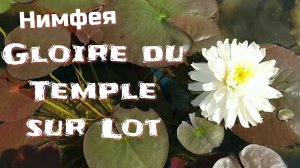 Кувшинка (нимфея) Глори ду Темпле су Лот.   Water lily (Nymphaea) Gloire du Temple - sur - Lot