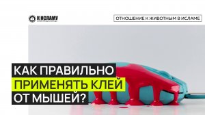 Как правильно применять клей от мышей, чтобы не попасть в грех? Ринат Абу Мухаммад