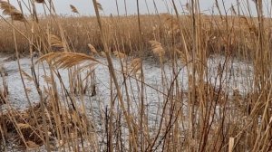 Шакал под ранок ушел