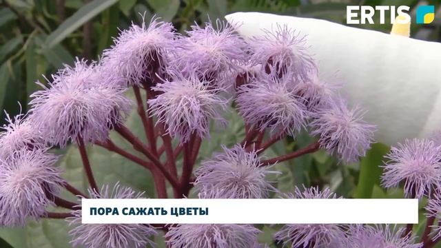 Пора сажать цветы смотреть онлайн
