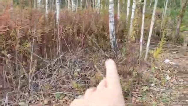 27 сентября  14 октября/НАША ДАЧА