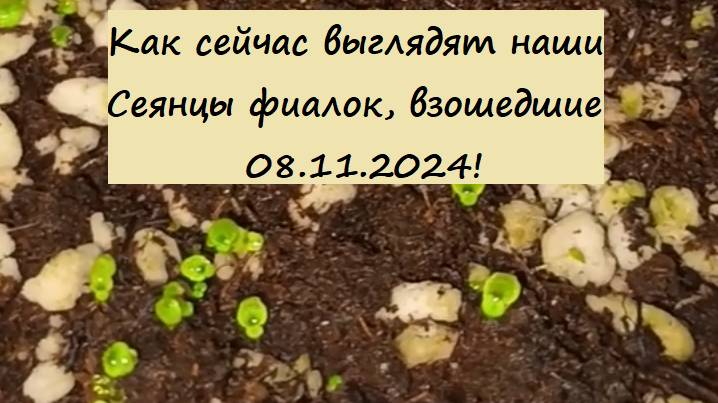 Как сейчас выглядят наши Сеянцы фиалок, взошедшие 08.11.2024! Отвечаем на ваши вопросы!