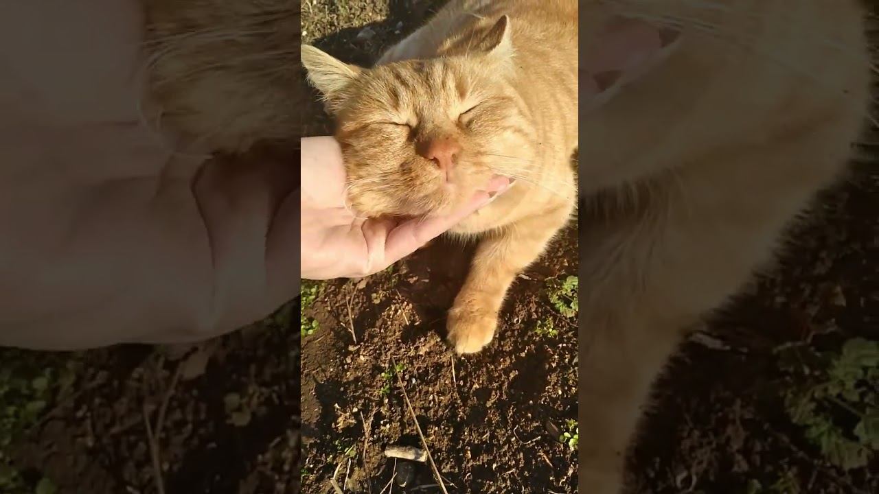 Котосемья#котик #красивыекотики #котики #красивыекошки