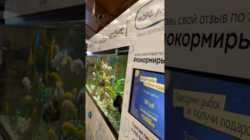 Покорми рыбку-загадай желание!