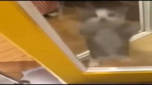 шни шнап шнапи (НАОБОРОТ)