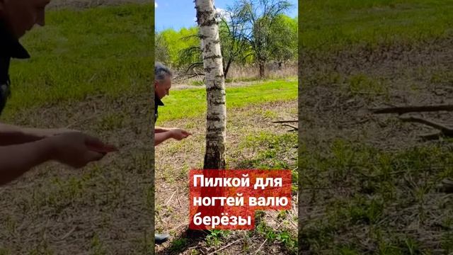 Очищение участка от деревьев