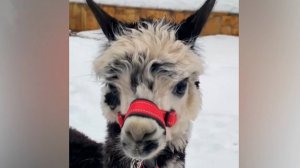 Молоденькая альпака Сайка появилась в Ленинградском зоопарке