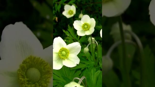 Анемоны. Дмитрий Шлапак смотреть онлайн