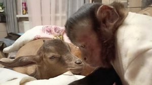 Разговор по душам/ MonkeyPride1 #shorts #прикол #рекомендации #прикол #топ #тренды