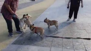 Трио цирка #Жопито