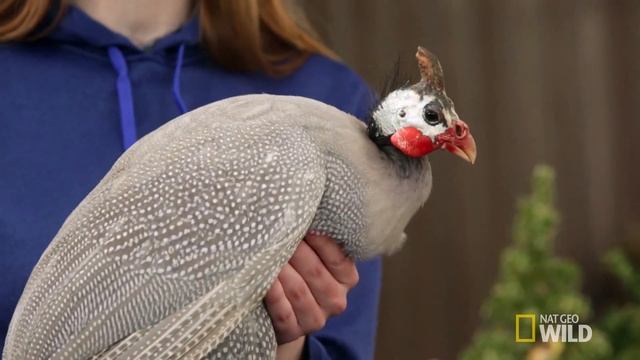 Beware of Bird - Season 4 Episode 1  Coffee Break with Dr. Pol