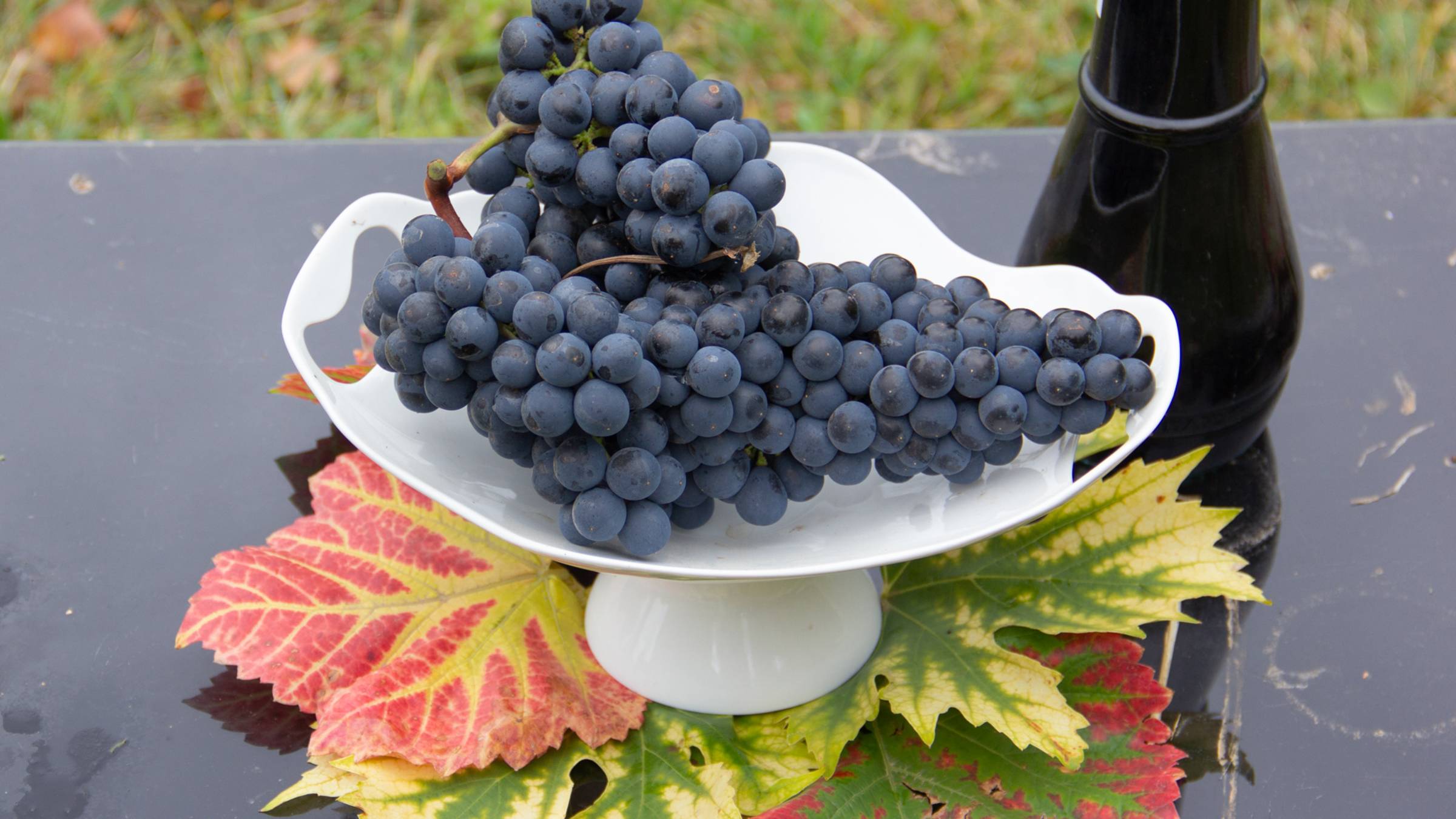 Самые урожайные сорта для вина на нашем участке смотреть онлайн