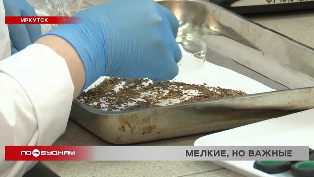 В семенах моркови, петрушки и укропа чаще всего в Иркутской области обнаруживают опасные сорняки
