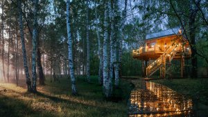 Дома на деревьях