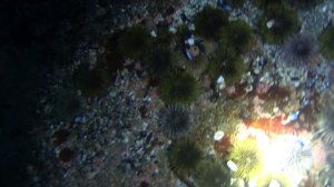 Промысел морского ежа