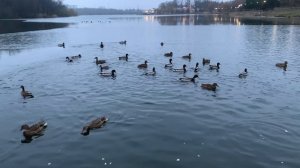 Кормление уточек: Уютные моменты на пруду