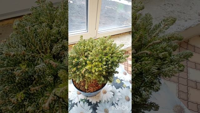 Пихта корейская Когоутс Айсбрейкер (Ледокол Когута). Хвойная новинка в январе 2025г. смотреть онлайн