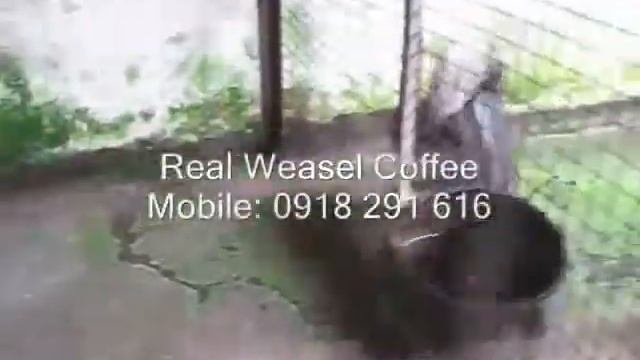 WEASEL COFFEE _ http://www.dalatcoffee.com.vn/index.aspx смотреть онлайн