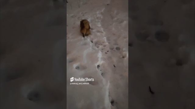 вредитель хитропопая