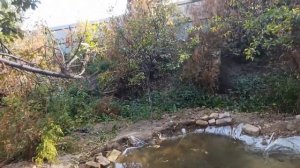 Охота на чёрного дрозда с пневматикой (воздушкой) Hatsan 90. Часть 3.