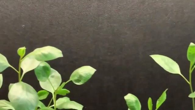 Саженцы фисташка сорт Акбари Россия | Small Gardens смотреть онлайн