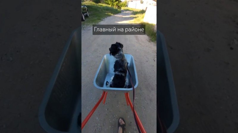 Царская колесница.  #приколы #dog #animals #nature #lol #рек #music