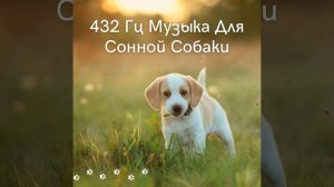 Музыка для собак