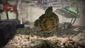 Вода, черепашки и рыбки: Жизнь в аквариуме