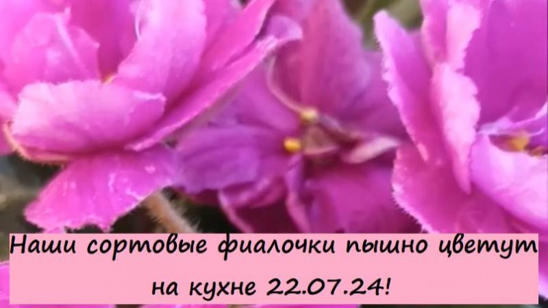 Наши сортовые фиалочки (сенполии) пышно цветут на кухне 22.07.24! Для заказа пишите WhatsApp 8910161