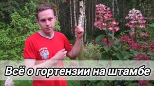 ГОРТЕНЗИЯ НА ШТАМБЕ - САМАЯ ДОСТУПНАЯ РОСКОШЬ В ВАШЕМ САДУ