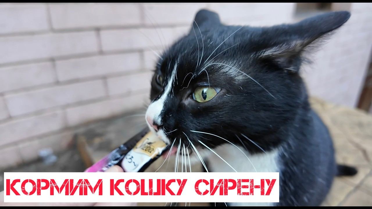 Кошка Сирена - звезда Батуми, удивительная кошка Грузии. Костя и животные