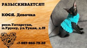 Пропала кошка! КОСЯ. Девочка. респ.Татарстан, п.Уруссу.