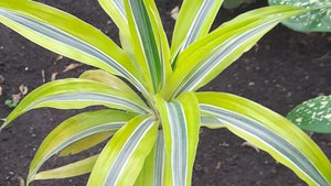 Микрозелень - это круто