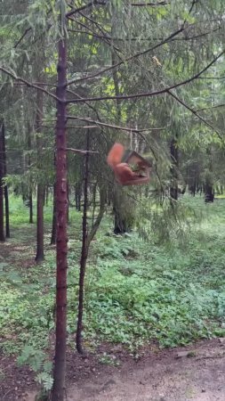 В лесу 🌳🌳🌳🌳🌳🐿️🐿️🐿️ #2,4