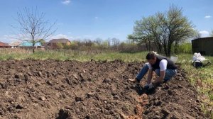 Посадка спаржи в грунт. 
Заказ корней на весну 2025 по тел. 8 988 488 53 88