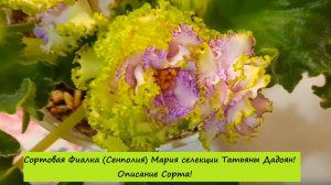 Сортовая Фиалка (Сенполия) Мария селекции Татьяны Дадоян! Описание Сорта!