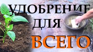 Делаю весной одно удобрение для всех растений