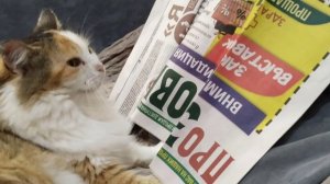 мувик стендофф 2