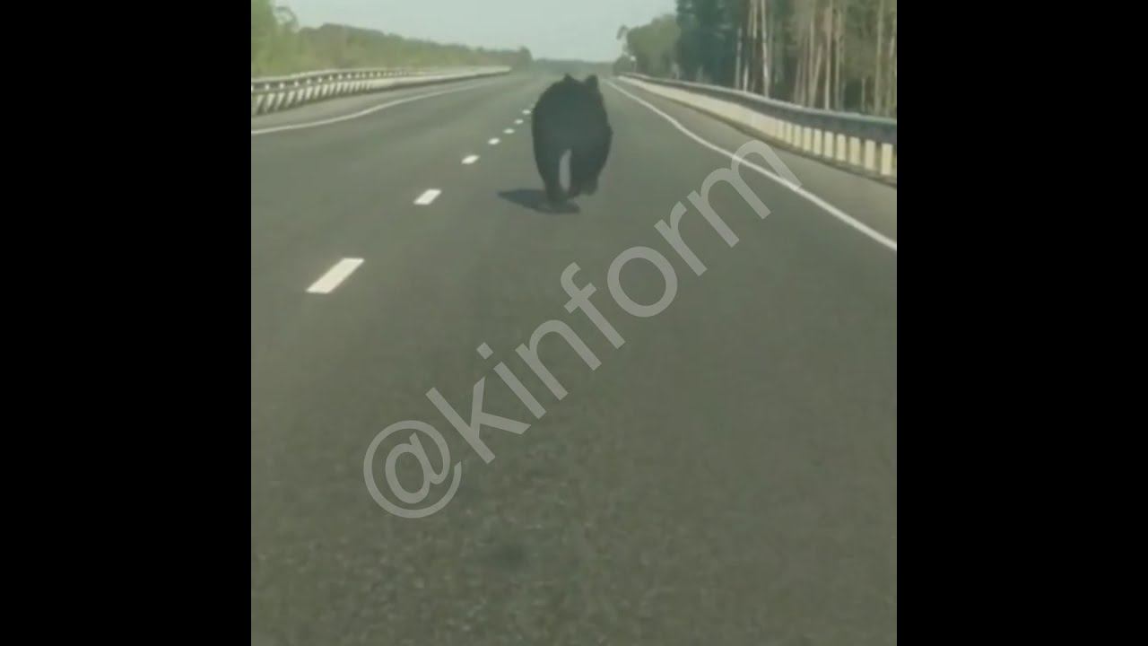 Медведь выбежал на трассу в ХМАО смотреть онлайн