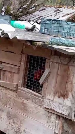 Аям Кетава.Петух ,который создает настроение.