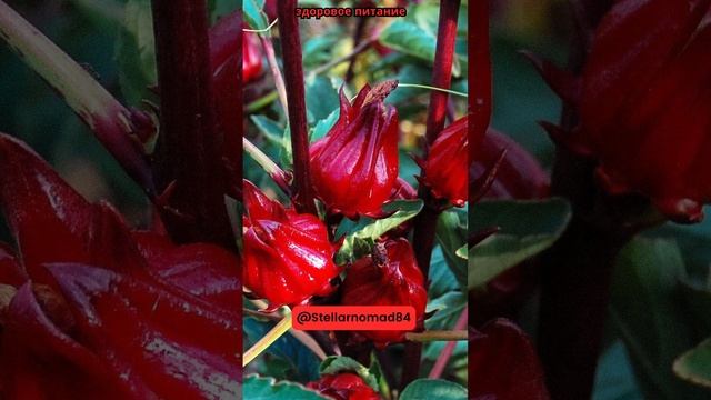 Каркаде содержит антоцианы, которые #shortvideo #short #shorts смотреть онлайн