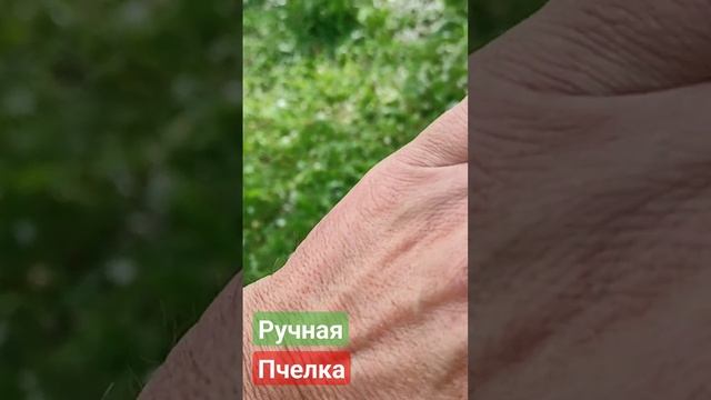 Ручная пчёлка