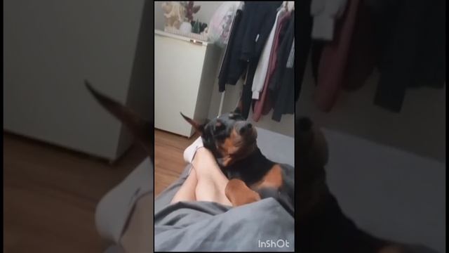 Доберман. Дай почесаться.