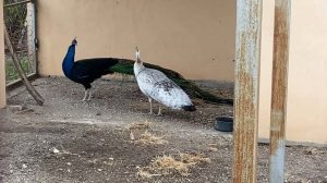 Павлинка заигрывает к самцу, готова к спариванию .