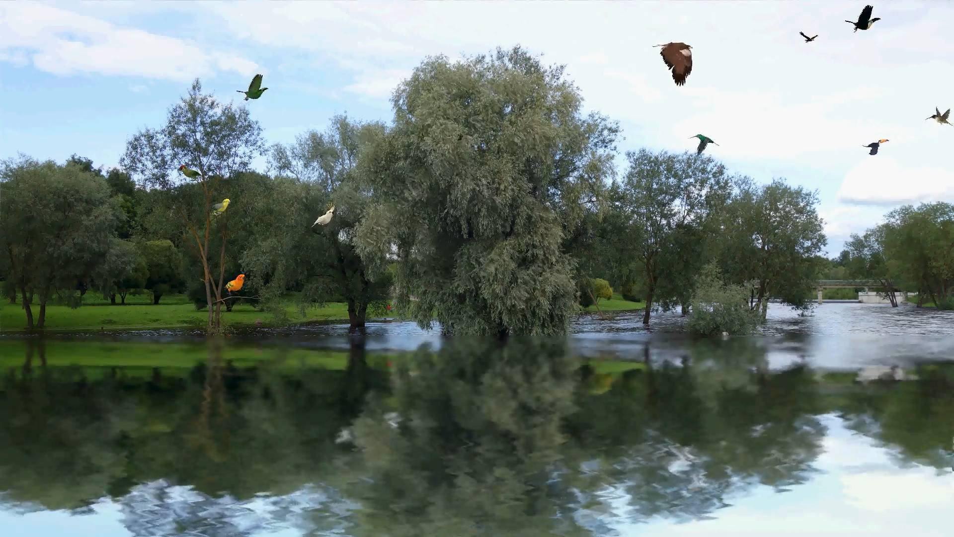 Птичий базар на реке Пскове смотреть онлайн