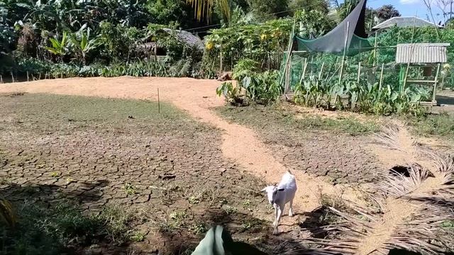 Стройка и ПРЕОБРАЖЕНИЕ в кафе.  ФИЛИППИНСКИЙ рабочий менталитет.  Одно интересное изобретение смотреть онлайн