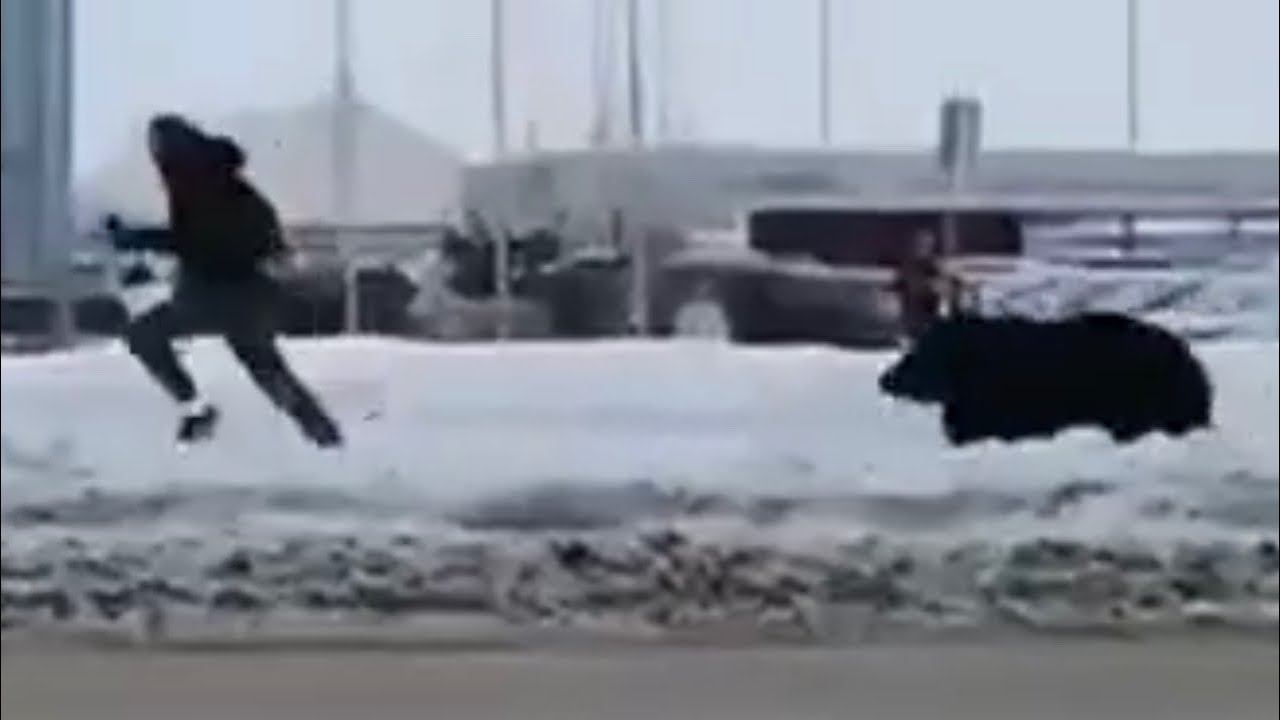 В Нижневартовске медведь гонялся по улице за мужчиной смотреть онлайн