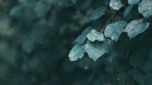 Расслабляющие звуки ветреного утра в Алабаме (дождь, птицы, атмосфера природы)