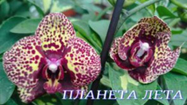 №1003/ ШИКАРНЫЕ, свежие ОРХИДЕИ в ПЛАНЕТА ЛЕТА
