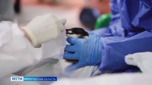 Вологжанка Ангелина Тарасова спасает в Краснодарском крае птиц после экологической катастрофы